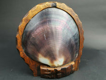 Load image into Gallery viewer, Antique Large Seashell Inside Carved Wood Display Stand Frame Hand Made Sea Shell Nautical Folk Art Sculpture Statue