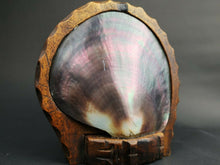 Load image into Gallery viewer, Antique Large Seashell Inside Carved Wood Display Stand Frame Hand Made Sea Shell Nautical Folk Art Sculpture Statue