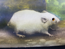 Load image into Gallery viewer, Antique Mouse Post Card Real Photographic Postcard with Glass Marble Bead Eyes Early 1900&#39;s Original
