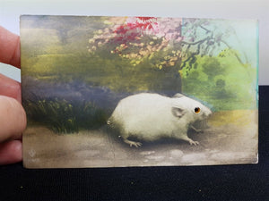 Antique Mouse Post Card Real Photographic Postcard with Glass Marble Bead Eyes Early 1900's Original